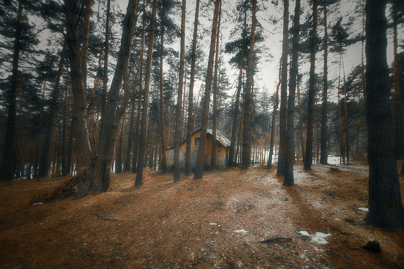 A small cabin among tall trees on a forest slope