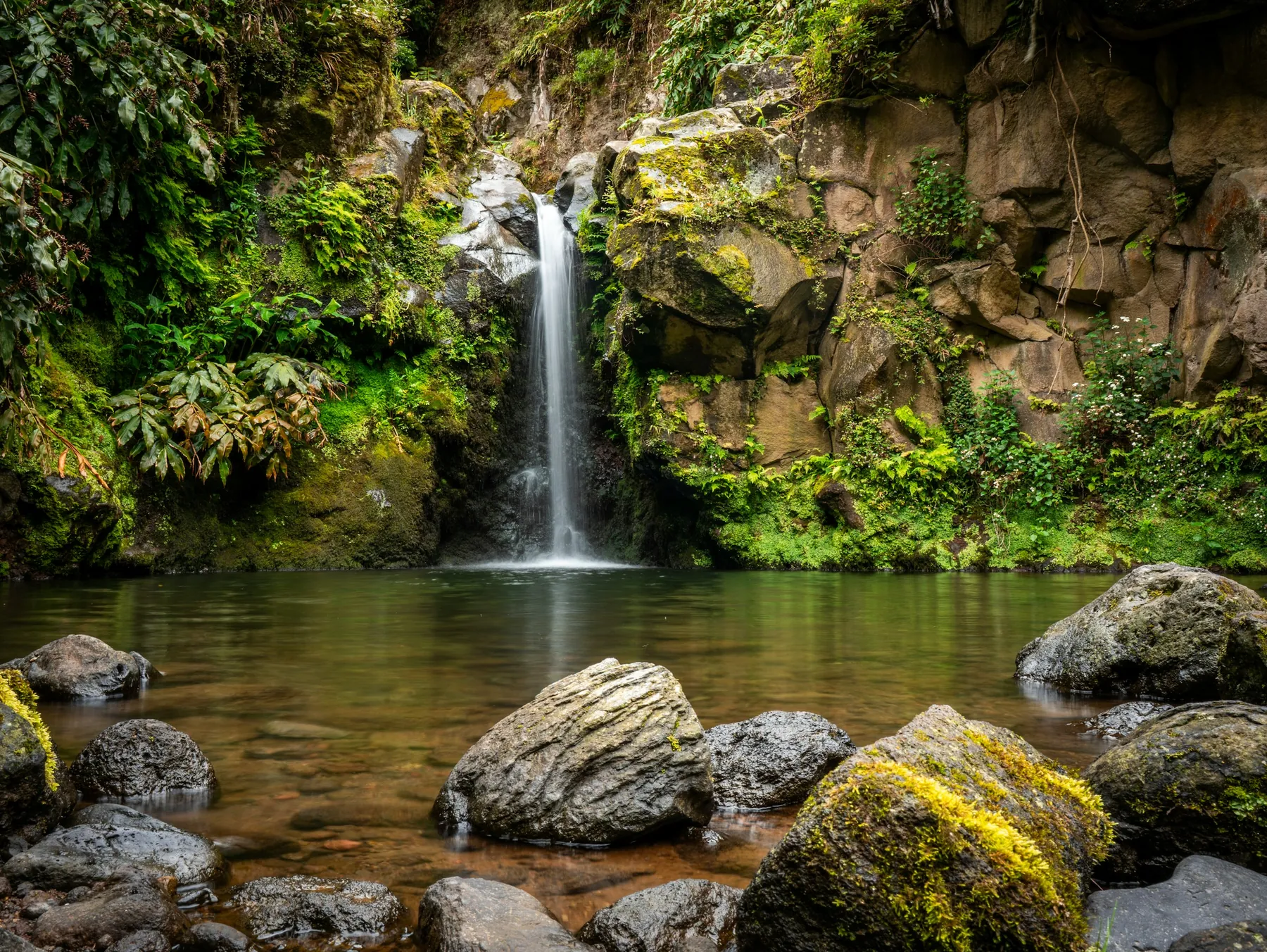 A waterfall pouring into a clear rocky pool surrounded by ferns